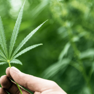 30 PREMIUM CBD Marijuana Guest Posts